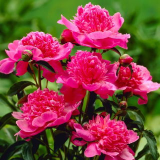 Piwonia, Paeonia - Barbara - sadzonka