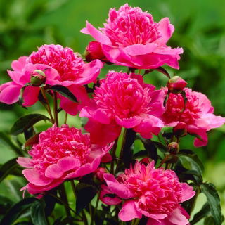 Piwonia, Paeonia - Barbara - sadzonka - duża paczka! - 10 szt.