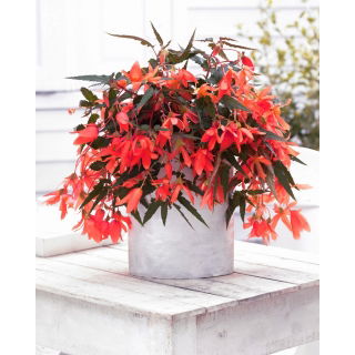 Begonia boliwijska - Bertini Santa Cruz
