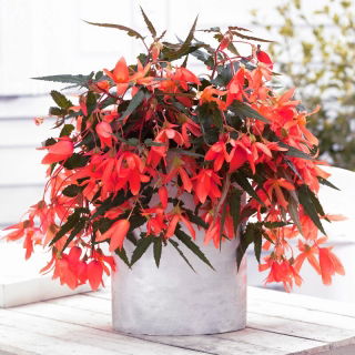 Begonia boliwijska - Bertini Santa Cruz - duża paczka! - 10 szt.