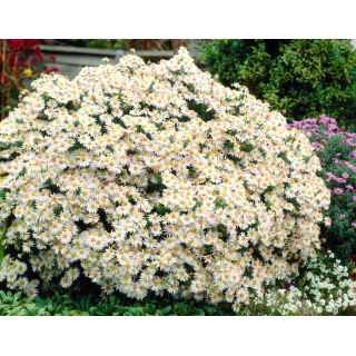 Aster krzaczasty - Apollo - GIGA paczka! - 50 szt.