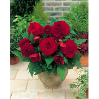 Begonia pełna - ciemnoczerwona - 2 szt.