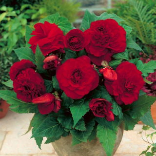Begonia pełna - ciemnoczerwona - 2 szt.