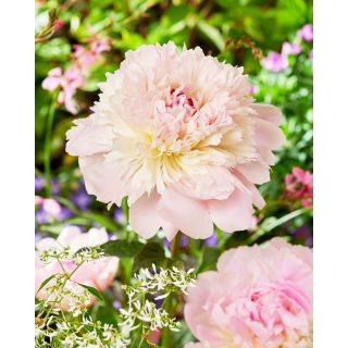 Piwonia, Paeonia - Alertie - sadzonka - duża paczka! - 10 szt.