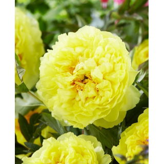Piwonia, Paeonia - Bartzella - sadzonka
