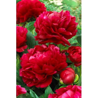 Piwonia, Paeonia - Bockstoce - sadzonka - GIGA paczka! - 50 szt.