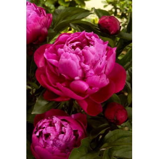 Piwonia, Paeonia - Red Sarah Bernhardt - sadzonka