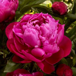 Piwonia, Paeonia - Red Sarah Bernhardt - sadzonka - duża paczka! - 10 szt.