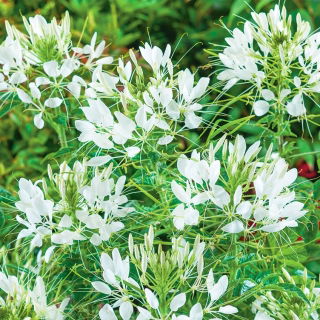 Kleome - White Queen