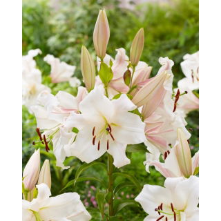 Lilia - Villa Blanca - GIGA paczka! - 50 szt.