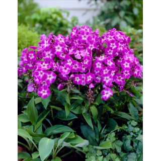 Floks (Phlox) - Płomyk wiechowaty - Uspech - GIGA paczka! - 50 szt.