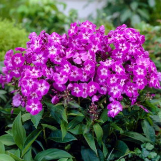 Floks (Phlox) - Płomyk wiechowaty - Uspech - 1 szt.