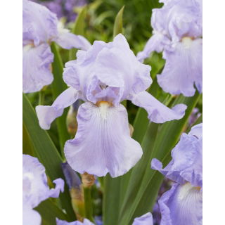 Kosaciec, Irys - Blue Sapphire