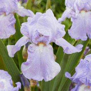 Kosaciec, Irys - Blue Sapphire