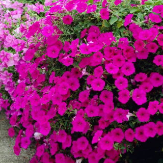 Petunia zwisająca Fortunia - ciemnoróżowa