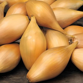 Cebula dymka - Zebrune - szalotka - 10 kg