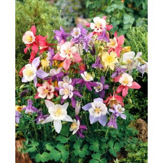 Orlik ogrodowy mix - McKana Hybrids - GIGA paczka! - 50 szt.