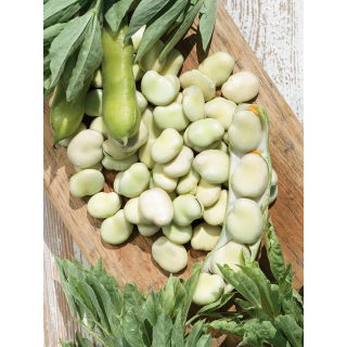 Bób Bolero - wczesny, wyjątkowo duże nasiona