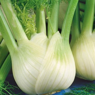 Fenkuł, Koper włoski - Romanesco