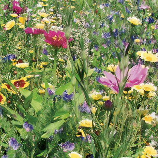 Mieszanka kwiatów - Na Suche Tereny