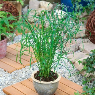 Papirus