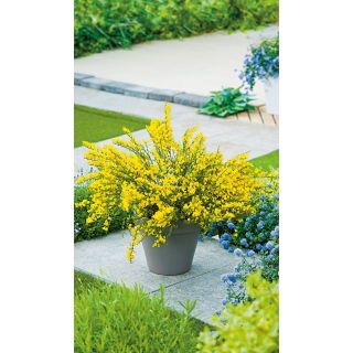 Żarnowiec, Szczodrzeniec