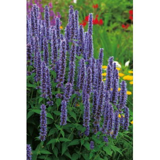 Agastache, Kłosowiec meksykański