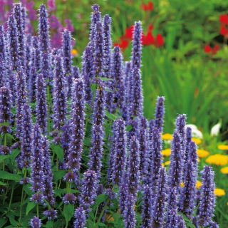 Agastache, Kłosowiec meksykański