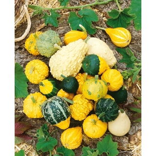 Dynia ozdobna - brodawkowa
