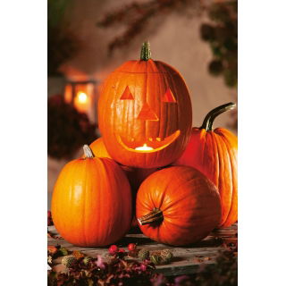 Dynia ozdobna Jack O'Lantern - jadalna
