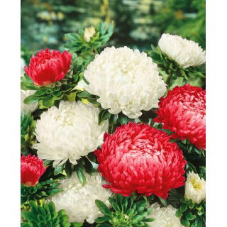 Aster - Polska Flaga