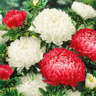 Aster - Polska Flaga