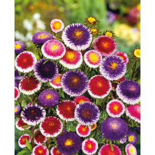 Aster - Liliput Moonshine - mieszanka