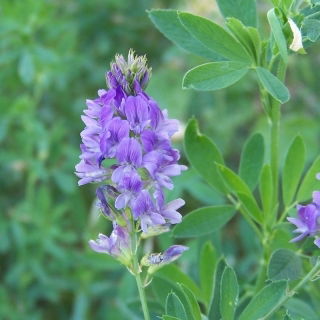 Lucerna siewna Algonquin - 0,5 kg