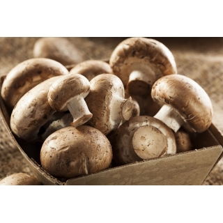 Pieczarka brązowa do uprawy w domu i ogrodzie - 7 kg/15 l