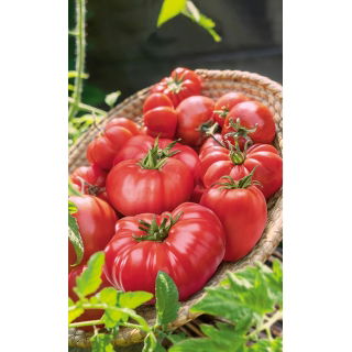 Pomidor malinowy - mieszanka odmian