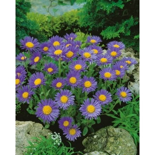 Aster alpejski - niebieski