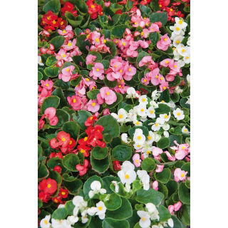 Begonia stale kwitnąca wysoka - mieszanka kolorów