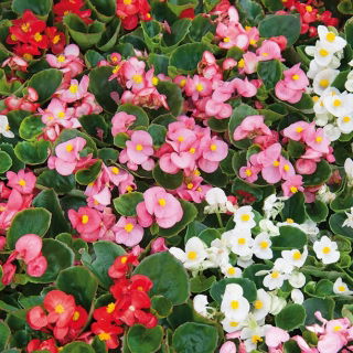 Begonia stale kwitnąca wysoka - mieszanka kolorów