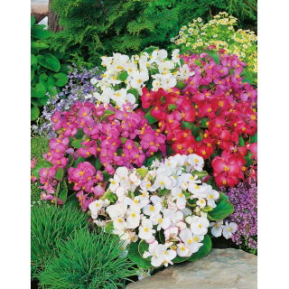 Begonia stale kwitnąca niska - mieszanka kolorów