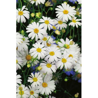 Czubatka ubiorkolistna - White Splendour