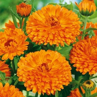 Nagietek lekarski - Orange King