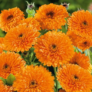 Nagietek lekarski - Orange Beauty - Pomarańczowa Piękność
