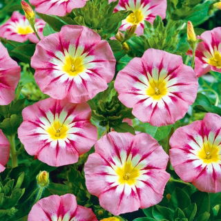 Powój trójbarwny - Rose Ensign - różowy