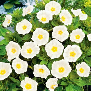 Powój trójbarwny - White Ensign - biały