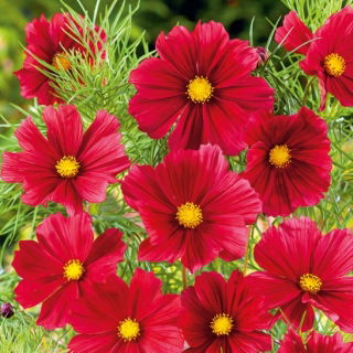 Onętek, Kosmos wielkokwiatowy Tetra Versailles - red