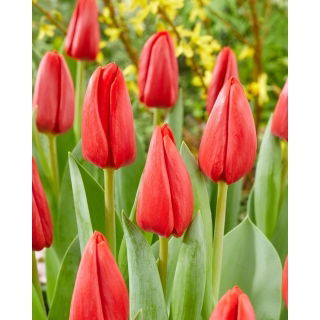 Tulipan Spot On - 5 szt.