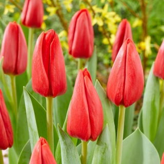 Tulipan Spot On - 5 szt.