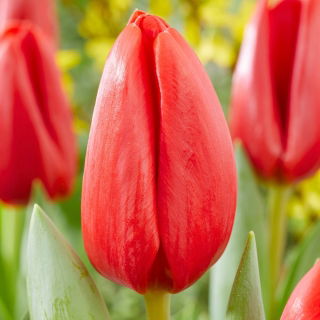 Tulipan Spot On - 5 szt.