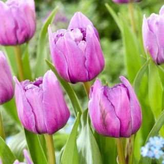 Tulipan Dancing Passion - GIGA paczka! - 250 szt.